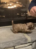 Black, a male Shih Tzu for sale in Pauline, SC – Photo 4 of 4