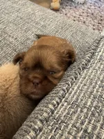 Twix, a male Shih Tzu for sale in Pauline, SC – 3 of 5