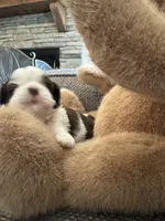 Oreo, a female Shih Tzu for sale in Pauline, SC – 3 of 5