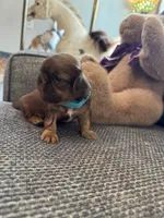  Baby Ruth, a female Shih Tzu for sale in Pauline, SC – 4 of 4