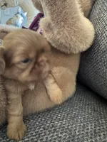 Snickers, a male Shih Tzu for sale in Pauline, SC – 4 of 4
