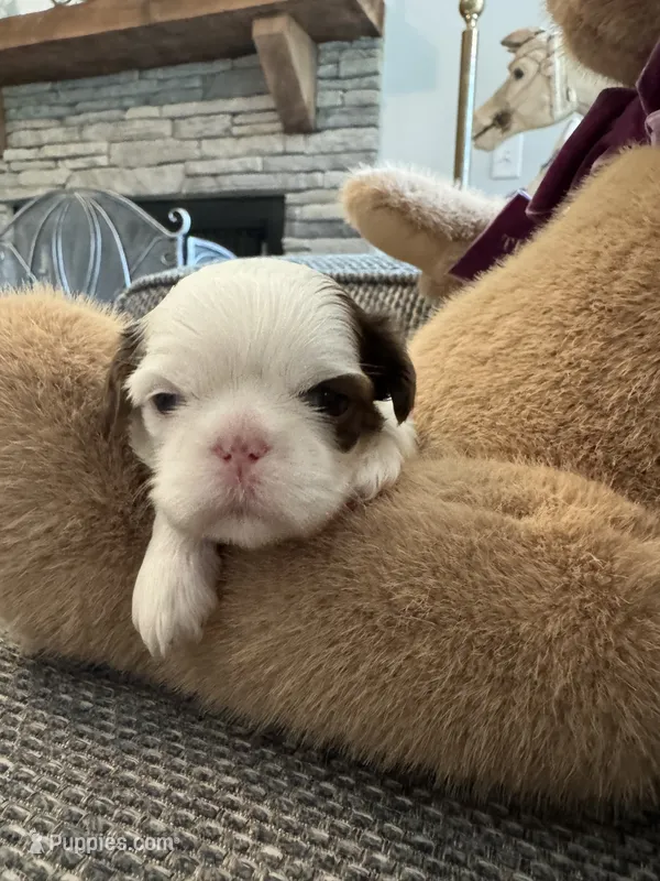 Teddy  – Shih Tzu puppy for sale in Pauline, SC