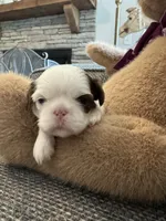 Teddy , a male Shih Tzu for sale in Pauline, SC – 1 of 5
