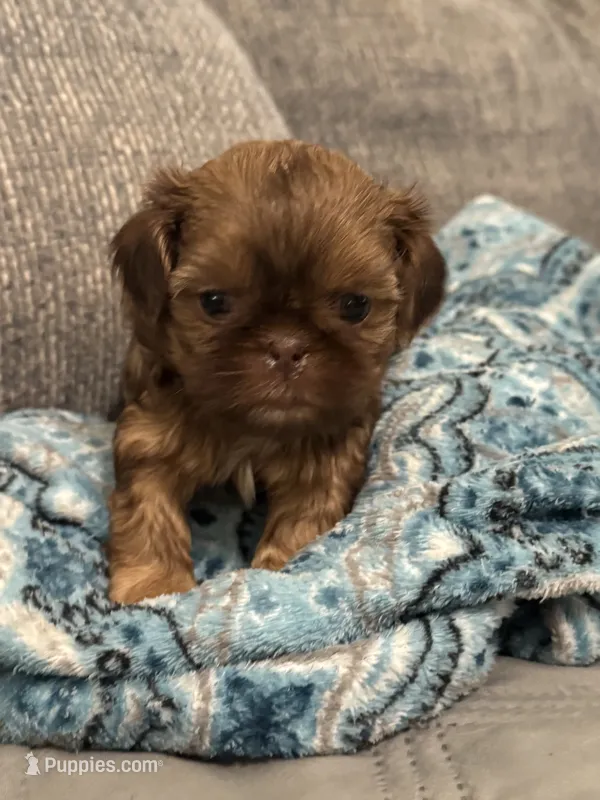  Baby Ruth – Shih Tzu puppy for sale in Pauline, SC