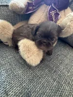 Coco, a female Shih Tzu for sale in Pauline, SC – 2 of 4