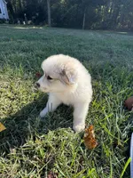 Frost, a female Great Pyrenees for sale in Pauline, SC – 5 of 6