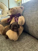 Coco, a female Shih Tzu for sale in Pauline, SC – 3 of 4