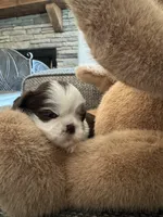 Oreo, a female Shih Tzu for sale in Pauline, SC – 5 of 5