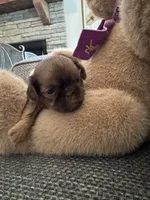  Baby Ruth, a female Shih Tzu for sale in Pauline, SC – 2 of 4