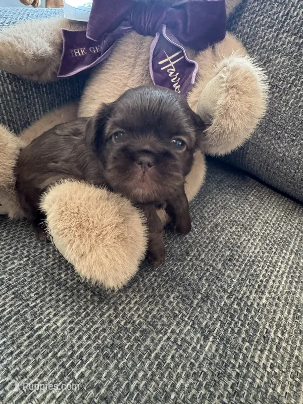 Coco – Shih Tzu puppy for sale in Pauline, SC