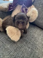 Coco, a female Shih Tzu for sale in Pauline, SC – 1 of 4