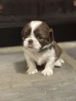 Green, a male Shih Tzu for sale in Pauline, SC – Photo 1 of 4