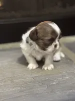 Green, a male Shih Tzu for sale in Pauline, SC – Photo 3 of 4