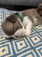 Green, a male Shih Tzu for sale in Pauline, SC – Photo 4 of 4