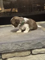 Green, a male Shih Tzu for sale in Pauline, SC – Photo 2 of 4