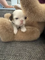 Teddy , a male Shih Tzu for sale in Pauline, SC – 5 of 5