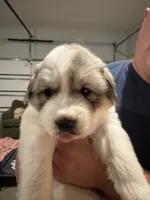 Red, a male Great Pyrenees for sale in Pauline, SC – Photo 2 of 2