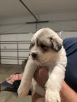 Red, a male Great Pyrenees for sale in Pauline, SC – Photo 1 of 2