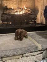 Gray, a female Shih Tzu for sale in Pauline, SC – Photo 4 of 5