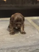 Gray, a female Shih Tzu for sale in Pauline, SC – Photo 3 of 5