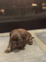 Gray, a female Shih Tzu for sale in Pauline, SC – Photo 2 of 5