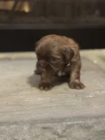 Gray, a female Shih Tzu for sale in Pauline, SC – Photo 1 of 5