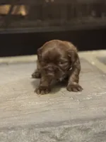 Gray, a female Shih Tzu for sale in Pauline, SC – Photo 5 of 5