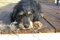 processed/368b5274-d8f1-4d24-b048-09a7ee7090a4/listing/4c40ea05-b9a5-4794-8ca4-ab5f51364773/69fd8738-164f-4c57-80cb-58b416299452