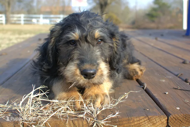 Donner - Black & Tan Male