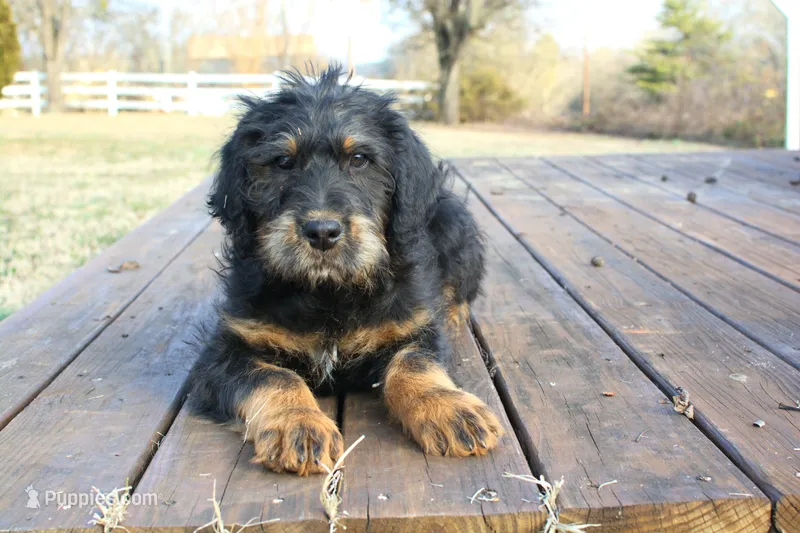 Prancer - Black & Tan Male