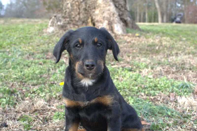 Vixen - Black & Tan Female