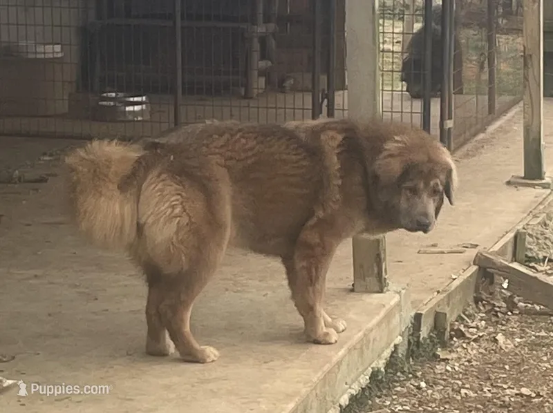 Chewa – Tibetan Mastiff puppy for sale in Glasgow, KY