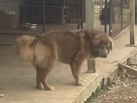 Chewa, a female Tibetan Mastiff for sale in Glasgow, KY – Photo 1 of 8
