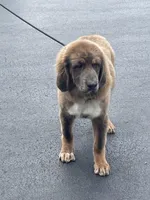 Chewa, a female Tibetan Mastiff for sale in Glasgow, KY – Photo 8 of 8