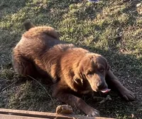 Chewa, a female Tibetan Mastiff for sale in Glasgow, KY – Photo 5 of 8