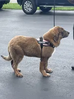 Chewa, a female Tibetan Mastiff for sale in Glasgow, KY – Photo 6 of 8