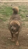 Chewa, a female Tibetan Mastiff for sale in Glasgow, KY – Photo 3 of 8