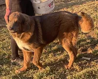Chewa, a female Tibetan Mastiff for sale in Glasgow, KY – Photo 4 of 8