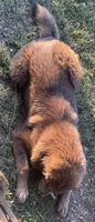 Chewa, a female Tibetan Mastiff for sale in Glasgow, KY – Photo 7 of 8