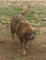 Chewa, a female Tibetan Mastiff for sale in Glasgow, KY – Photo 2 of 8