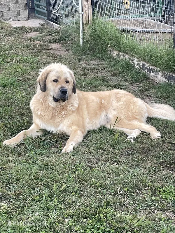 Xena – Tibetan Mastiff puppy for sale in Glasgow, KY