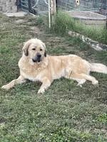 Xena, a female Tibetan Mastiff for sale in Glasgow, KY – 1 of 1