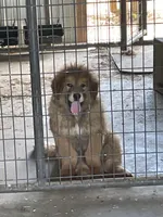 big red, a male Tibetan Mastiff for sale in Glasgow, KY – Photo 2 of 3