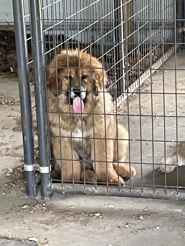 big red – Tibetan Mastiff puppy for sale in Glasgow, KY