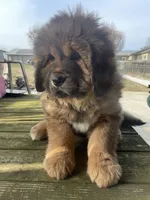 big red, a male Tibetan Mastiff for sale in Glasgow, KY – Photo 3 of 3