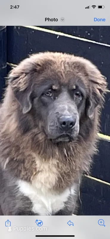 Deva – Tibetan Mastiff puppy for sale in Glasgow, KY