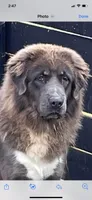 Deva, a female Tibetan Mastiff for sale in Glasgow, KY – 1 of 1