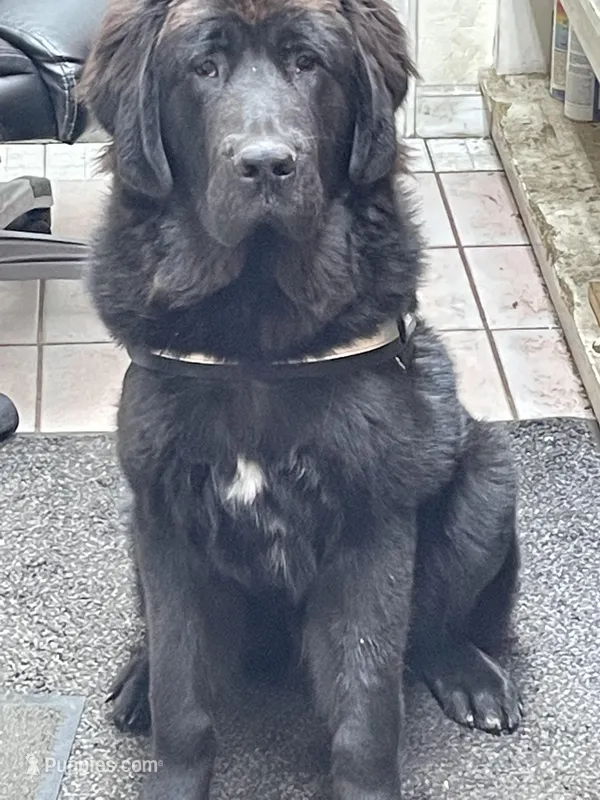 Eclipse – Tibetan Mastiff puppy for sale in Glasgow, KY