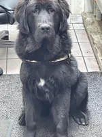 Eclipse, a male Tibetan Mastiff for sale in Glasgow, KY – 1 of 1