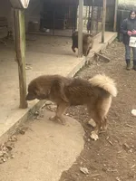 Ceba, a female Tibetan Mastiff for sale in Glasgow, KY – 2 of 3